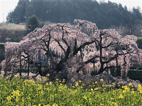 子孫樹|三春滝桜